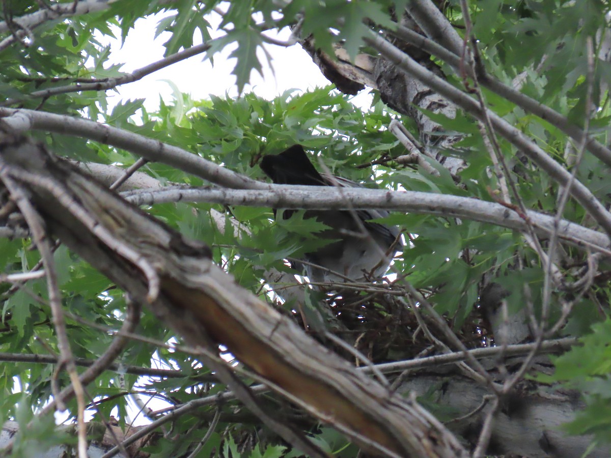 Mississippi Kite - ML638718342
