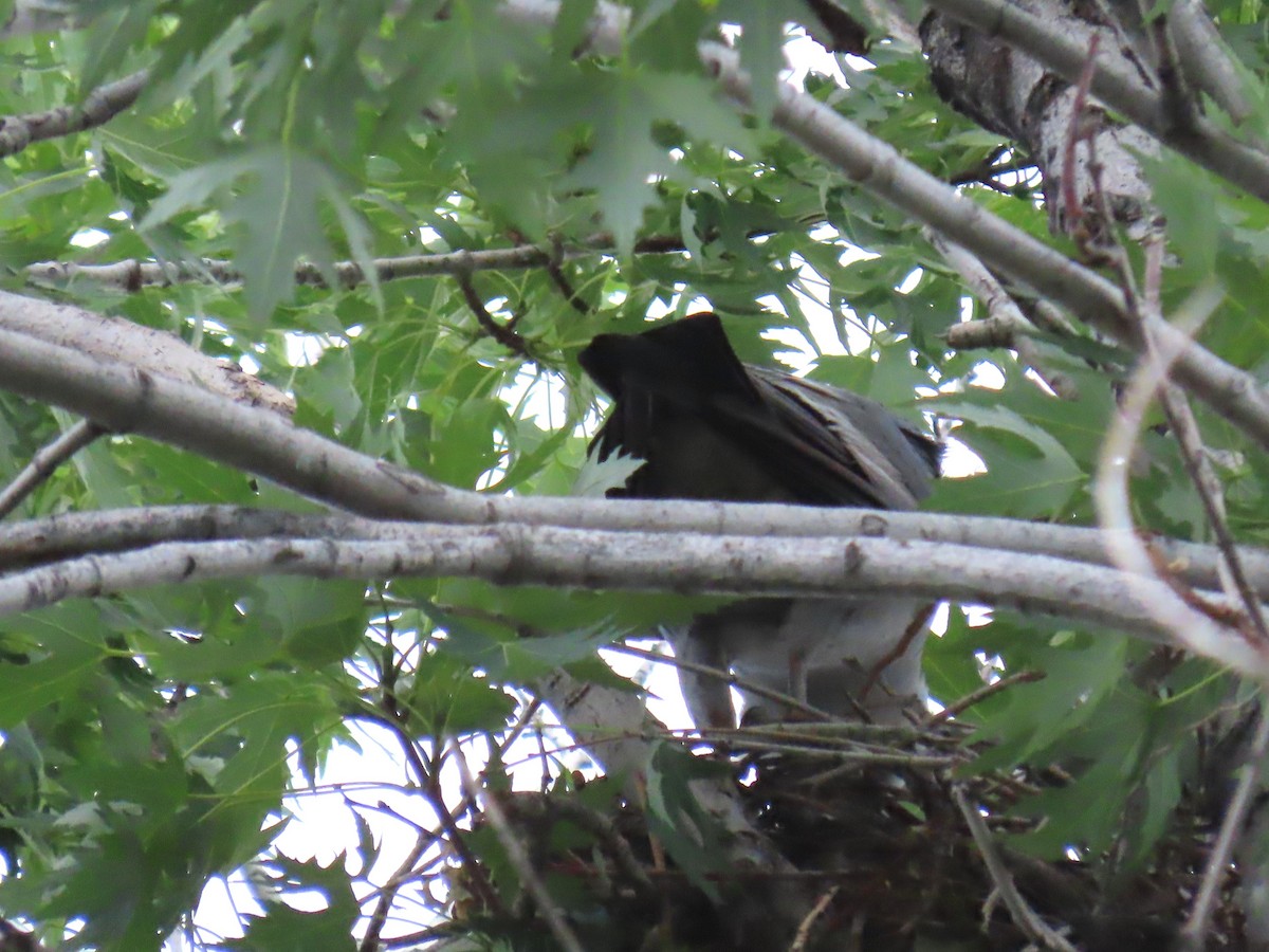 Mississippi Kite - ML638718344