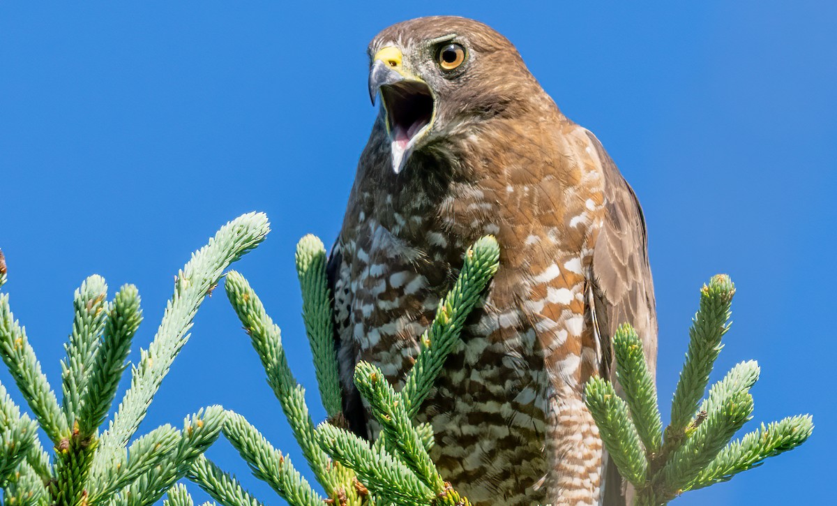 Broad-winged Hawk - ML638718395