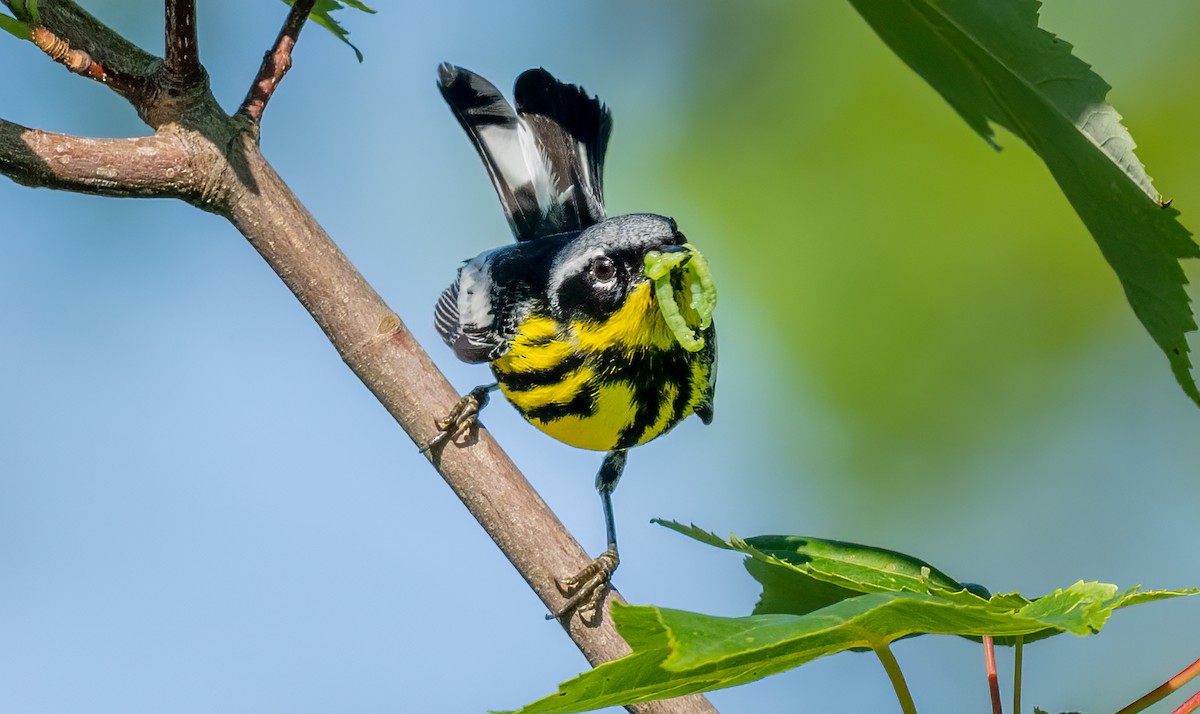 Magnolia Warbler - ML638718404