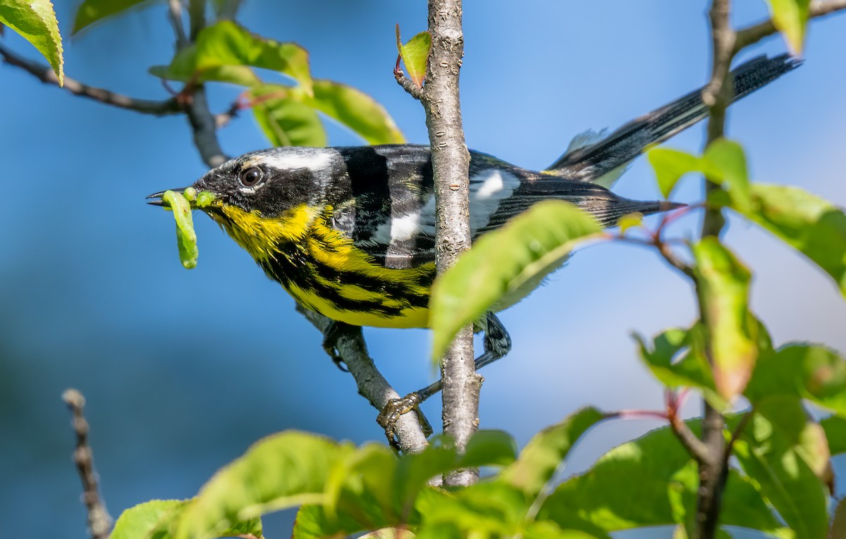 Magnolia Warbler - ML638718406
