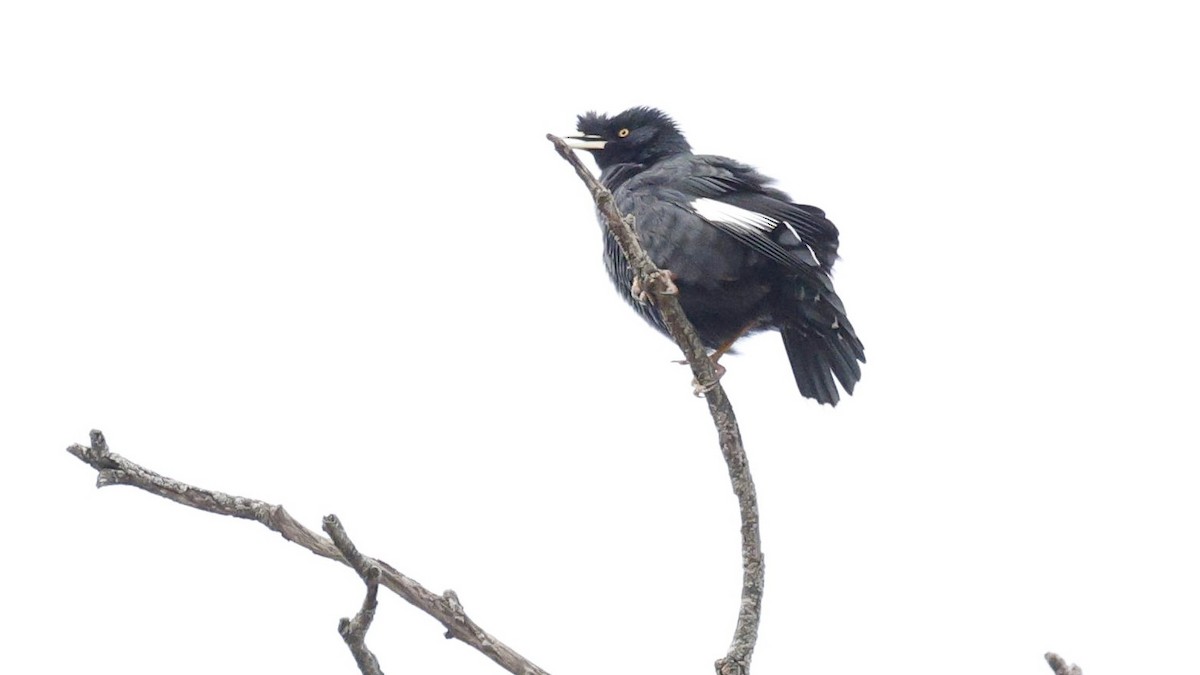 Crested Myna - ML638718412