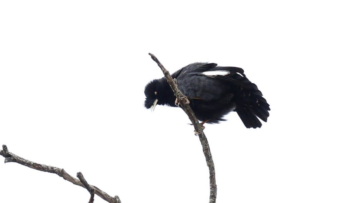 Crested Myna - ML638718413