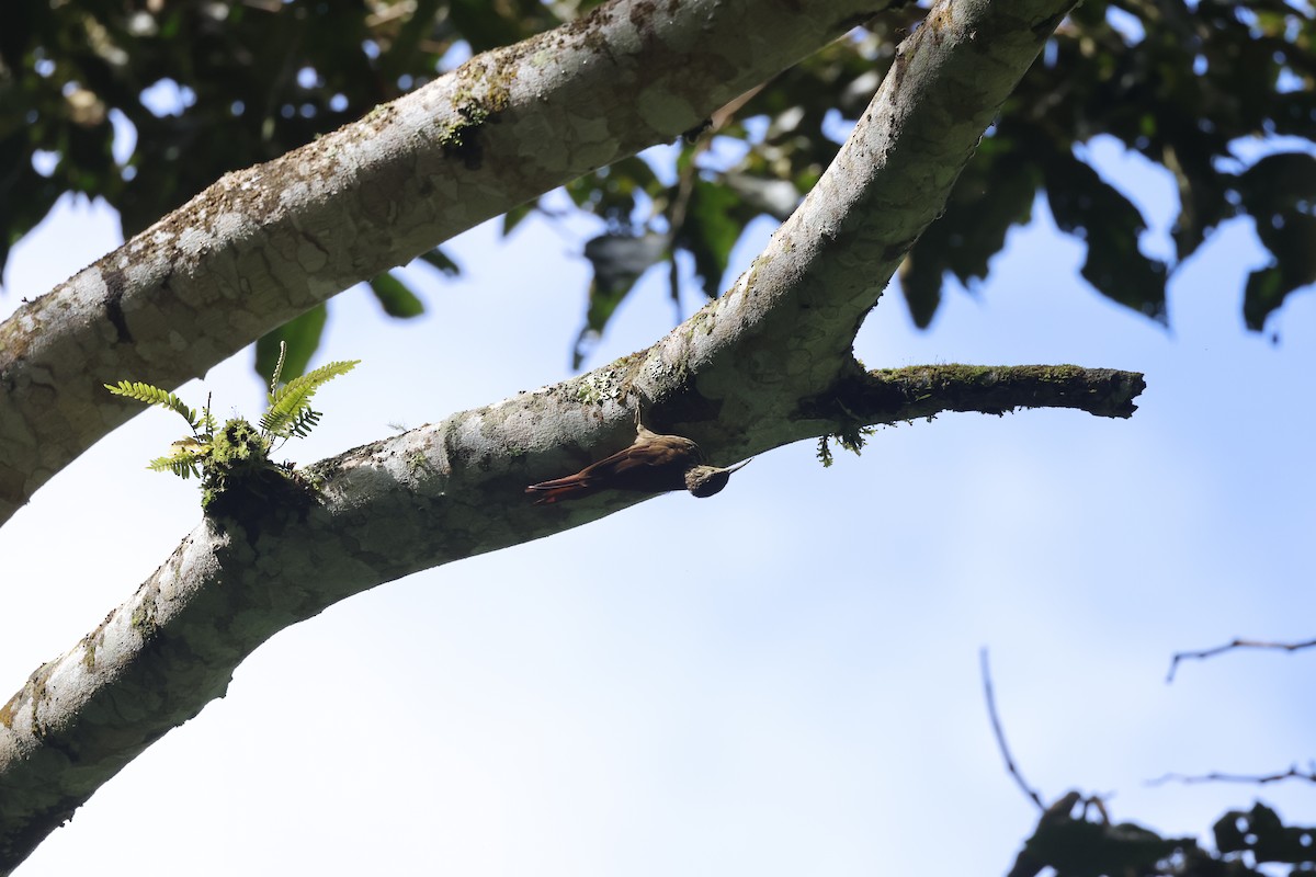 Streak-headed Woodcreeper - ML638718449