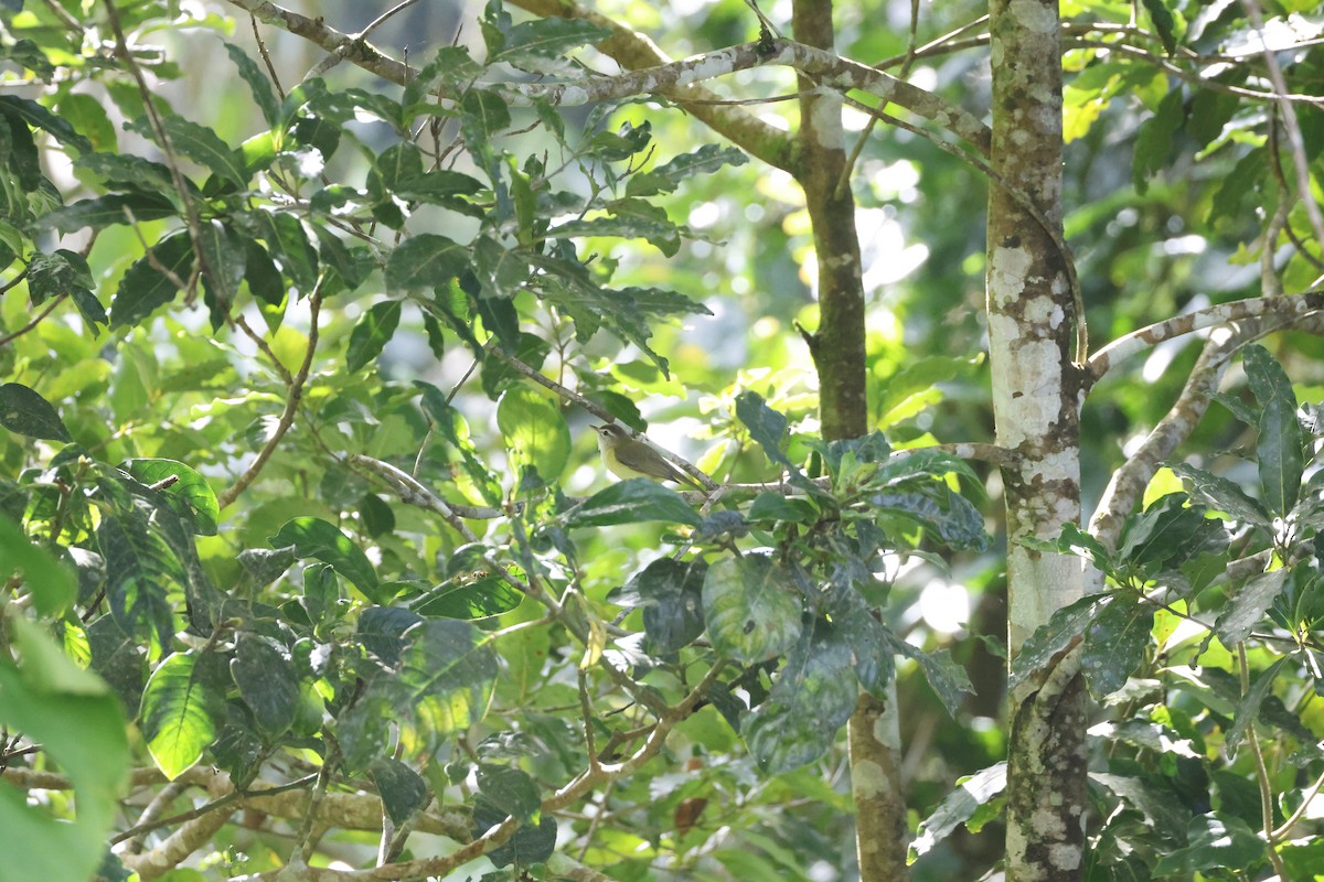 Brown-capped Vireo - ML638718458