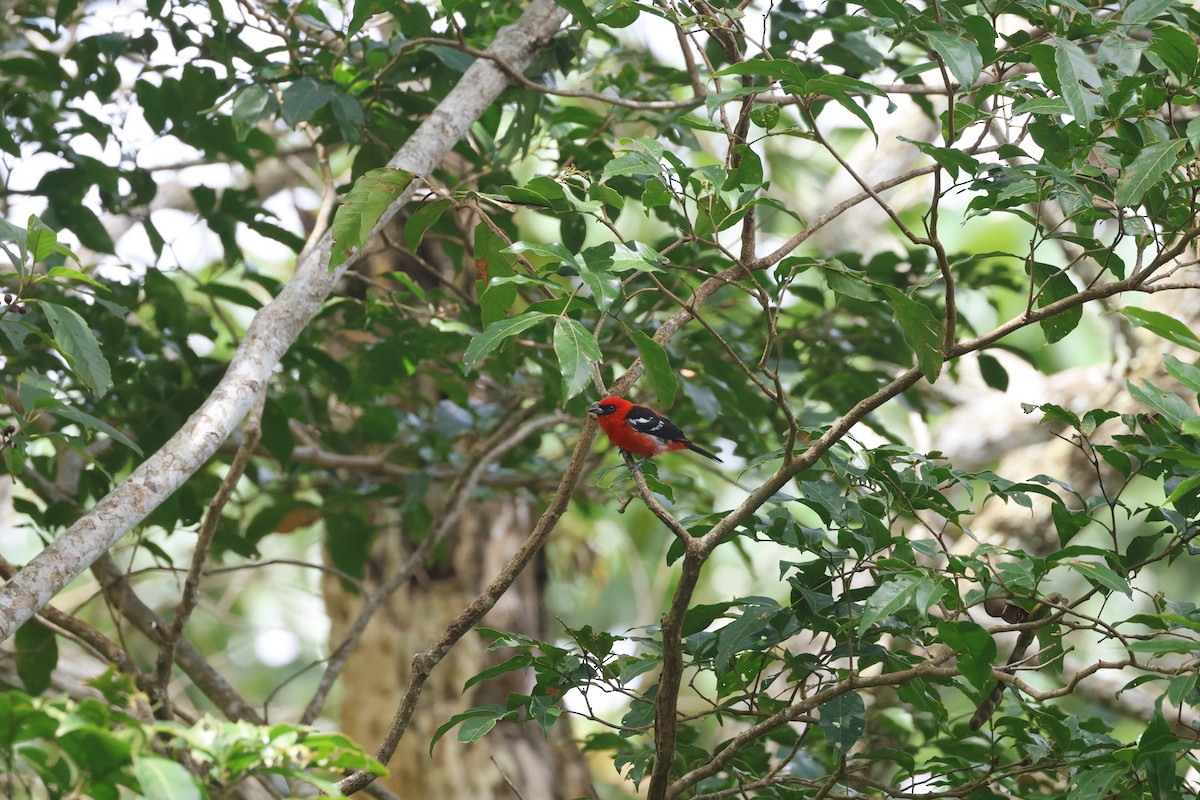 White-winged Tanager - ML638718471