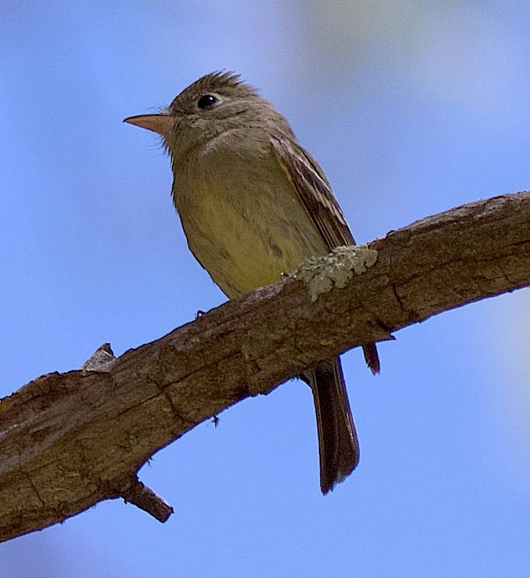 Western Flycatcher - ML638718475