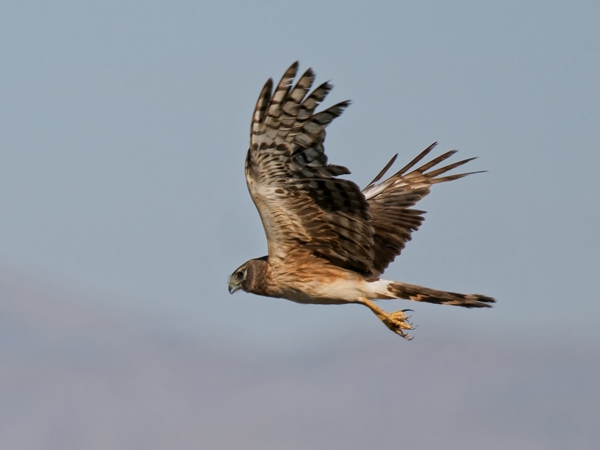 Northern Harrier - ML638718478