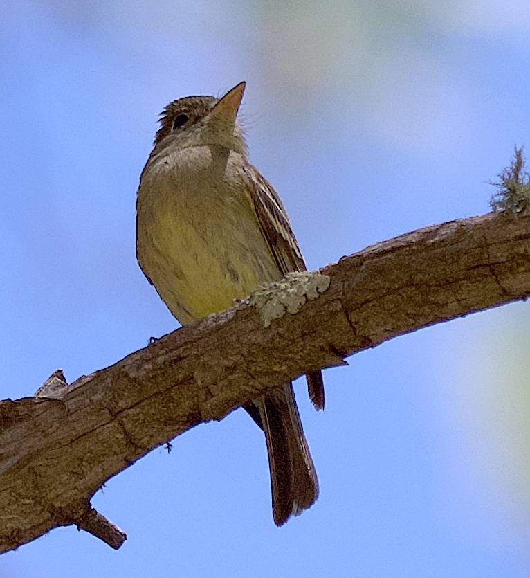 Western Flycatcher - ML638718482