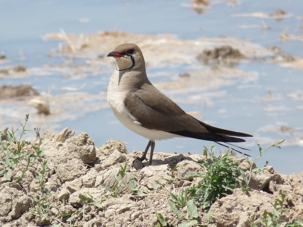 Collared Pratincole - ML638718486