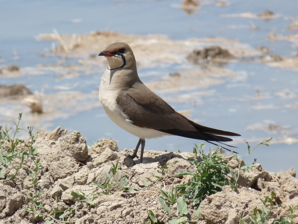 Collared Pratincole - ML638718487