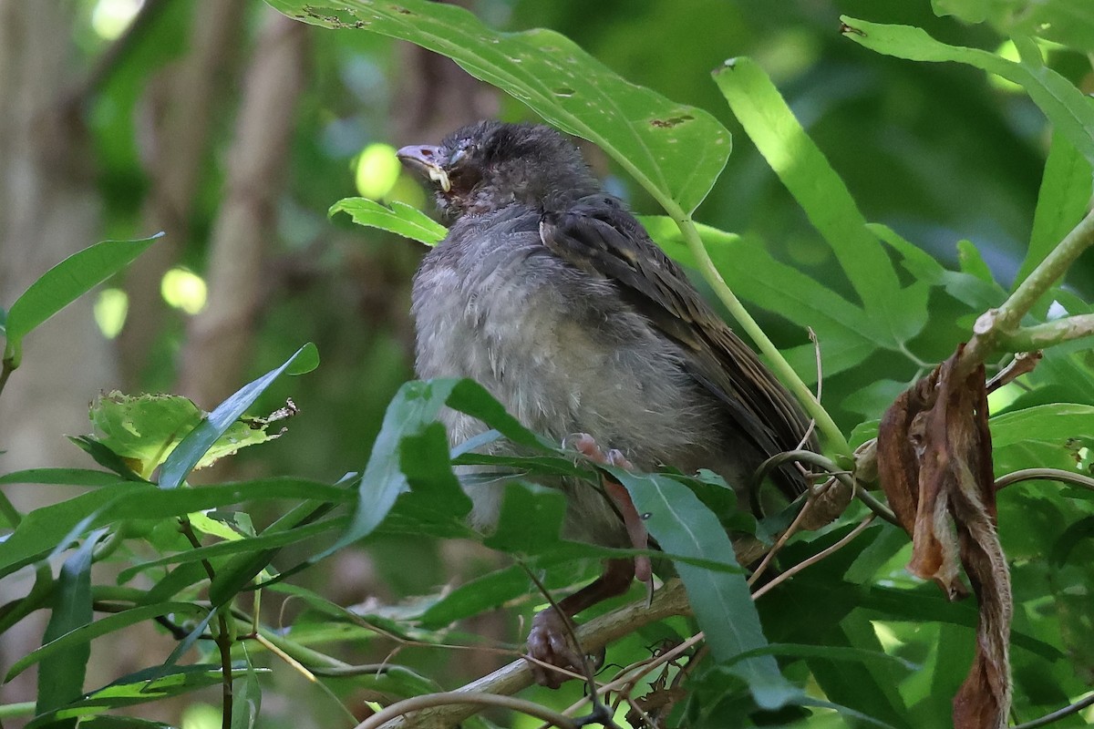 Brown-eared Bulbul - ML638718492