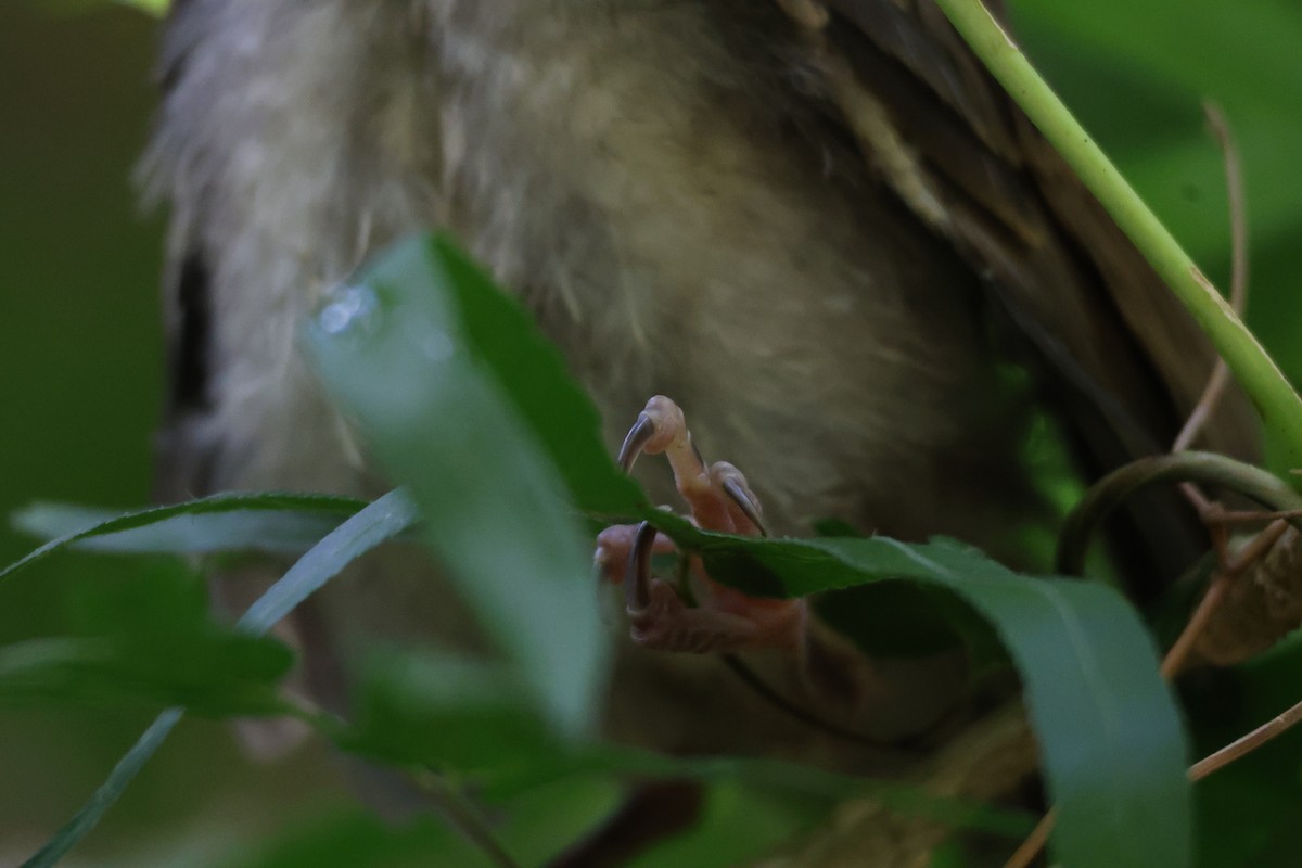 Brown-eared Bulbul - ML638718493