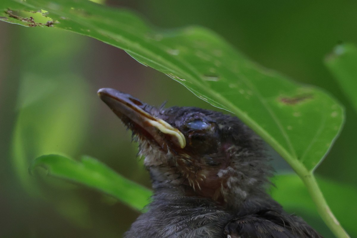 Brown-eared Bulbul - ML638718494