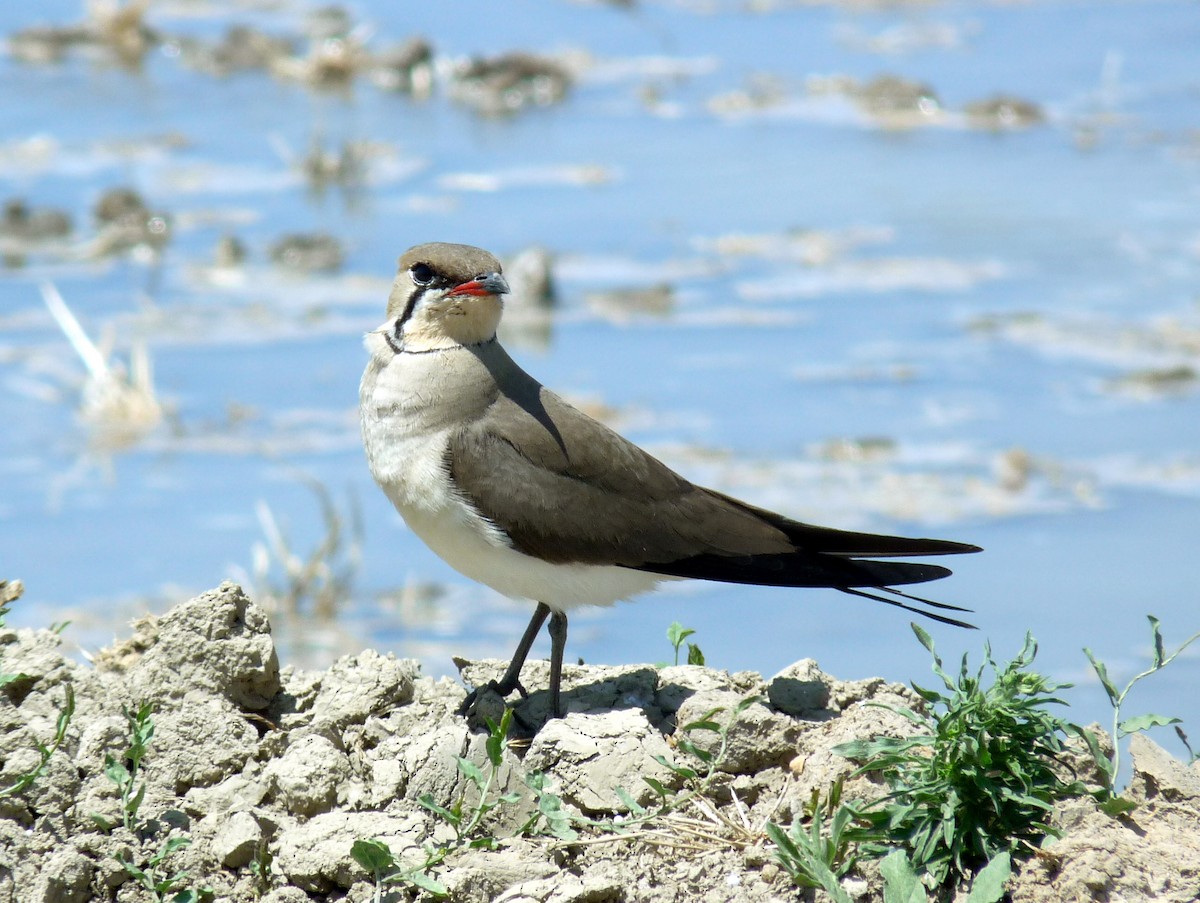 Collared Pratincole - ML638718495