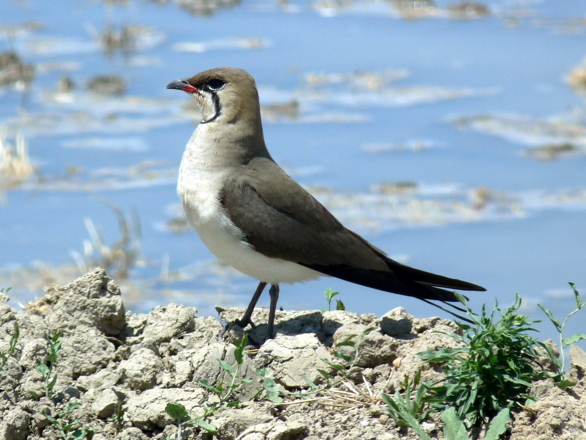 Collared Pratincole - ML638718500