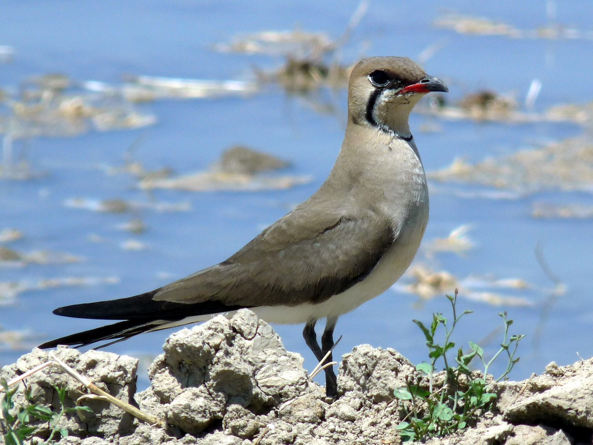 Collared Pratincole - ML638718502