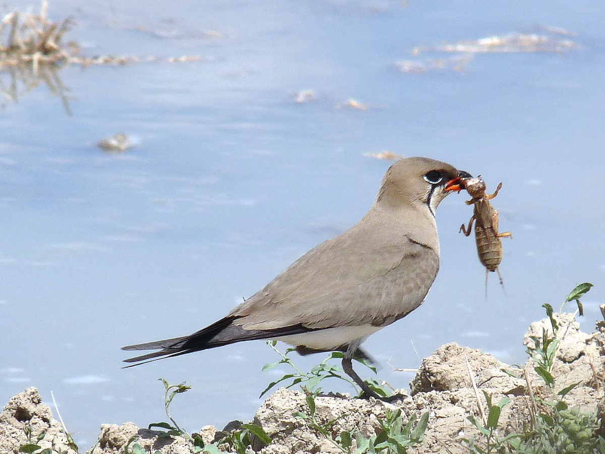 Collared Pratincole - ML638718503