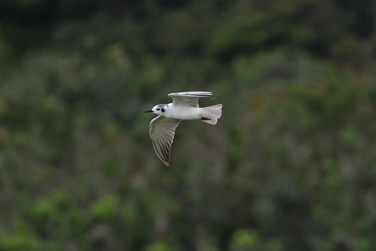 White-winged Tern - ML638718508