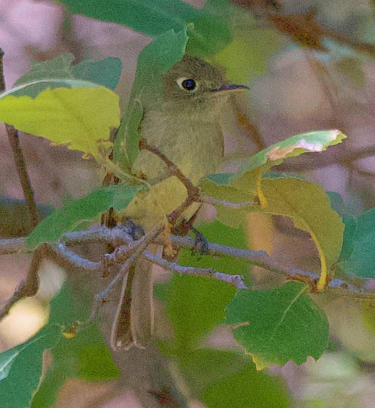Western Flycatcher - ML638718520