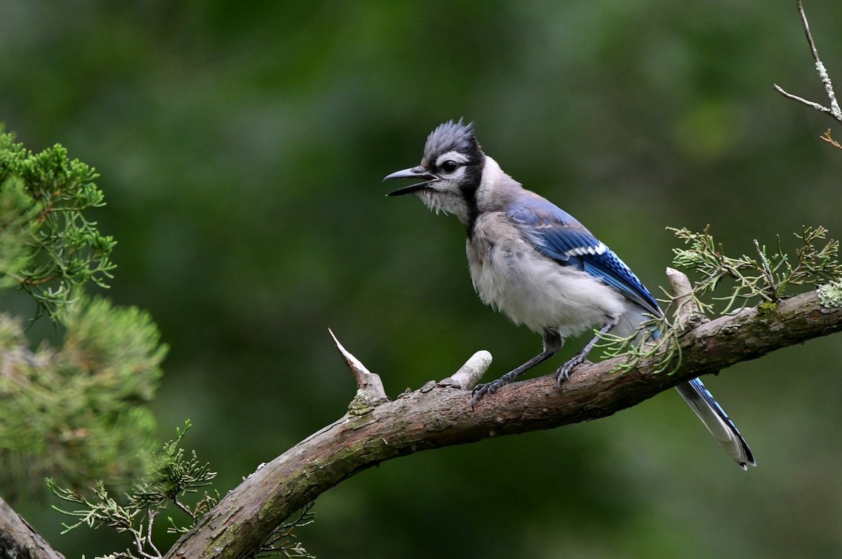 Blue Jay - ML638718544