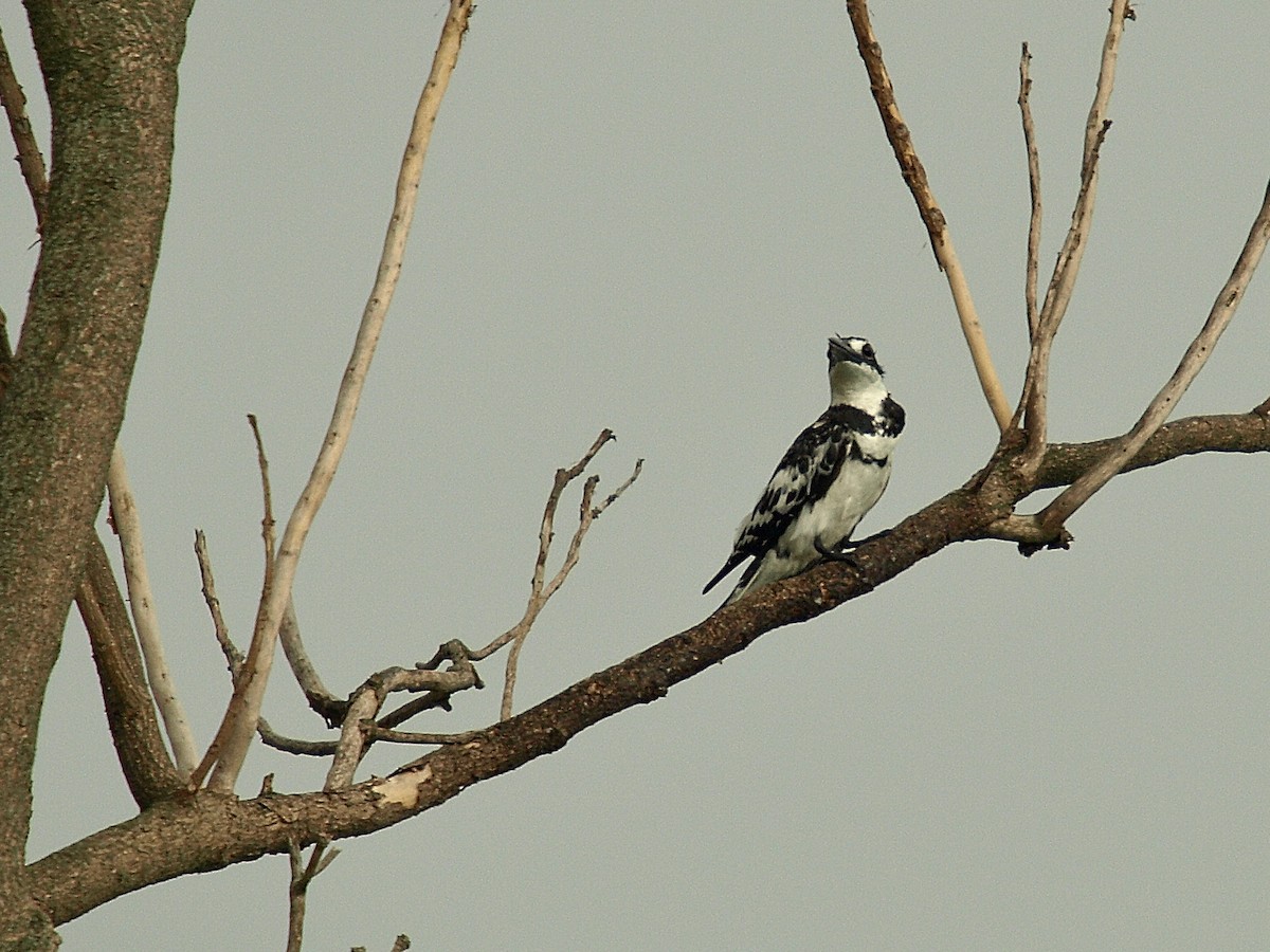 Pied Kingfisher - ML638718564