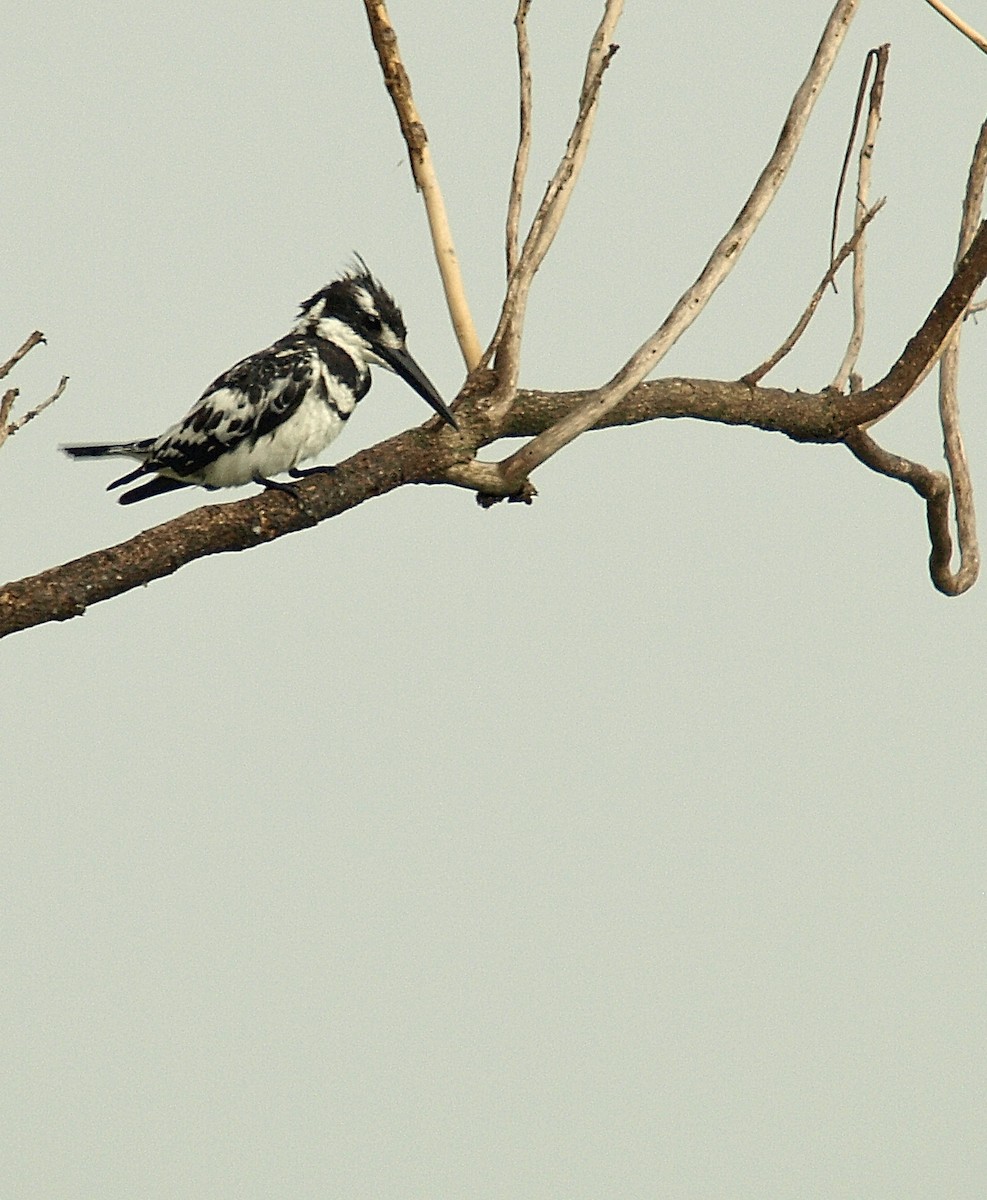 Pied Kingfisher - ML638718565