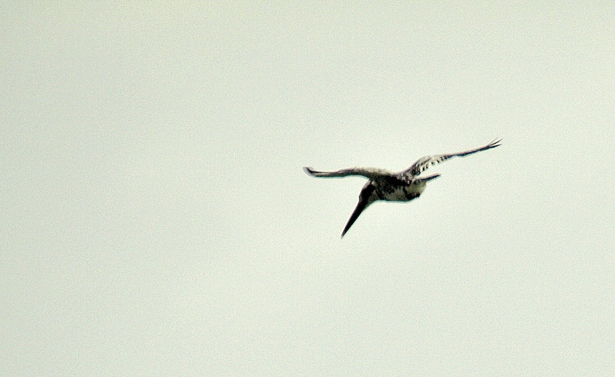 Pied Kingfisher - ML638718566
