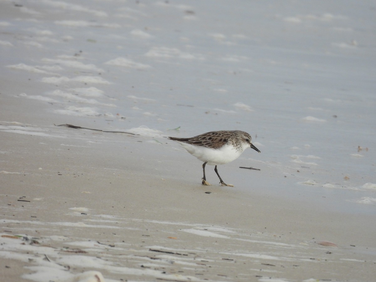 Red-necked Stint - ML638718580