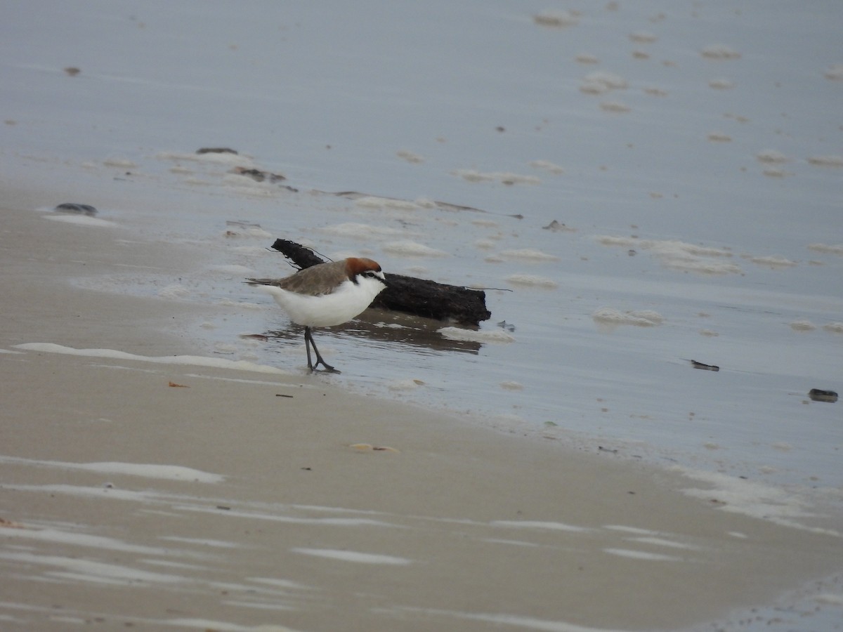 Red-capped Plover - ML638718587