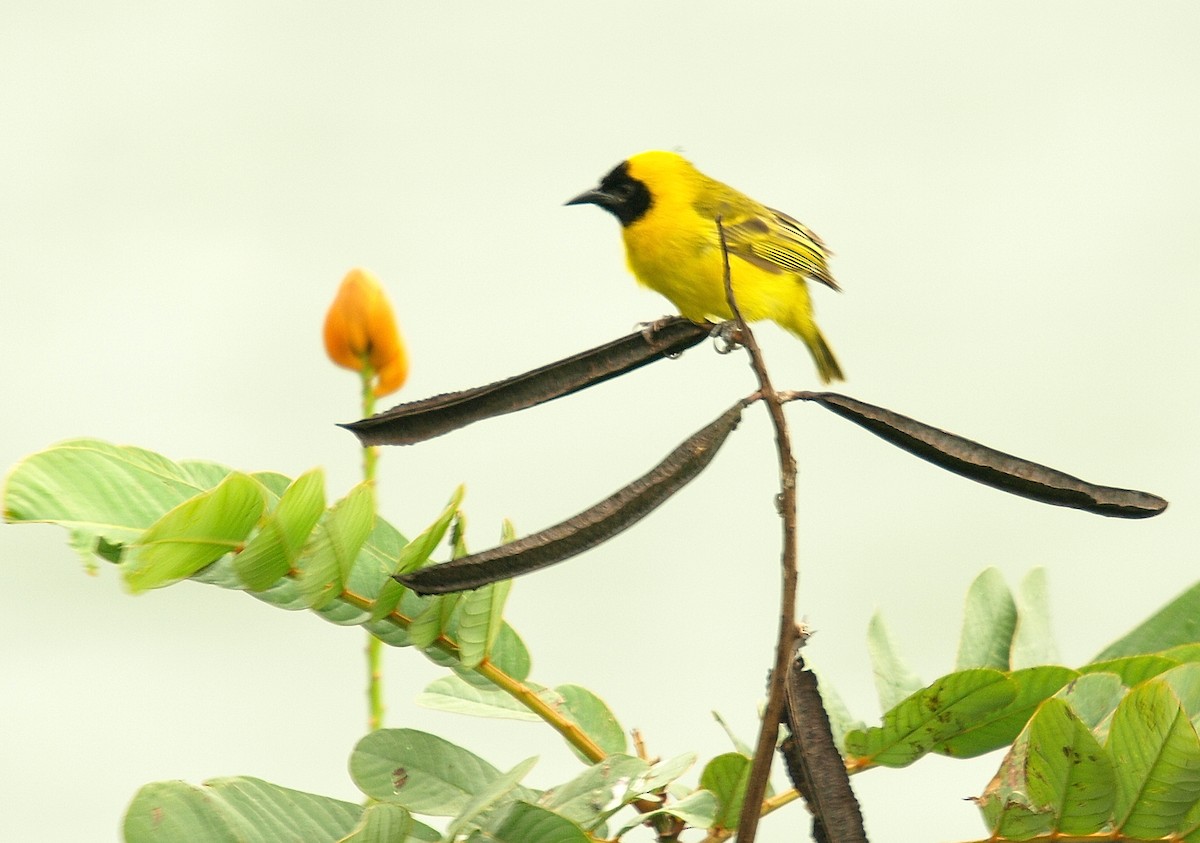 Slender-billed Weaver - ML638718589