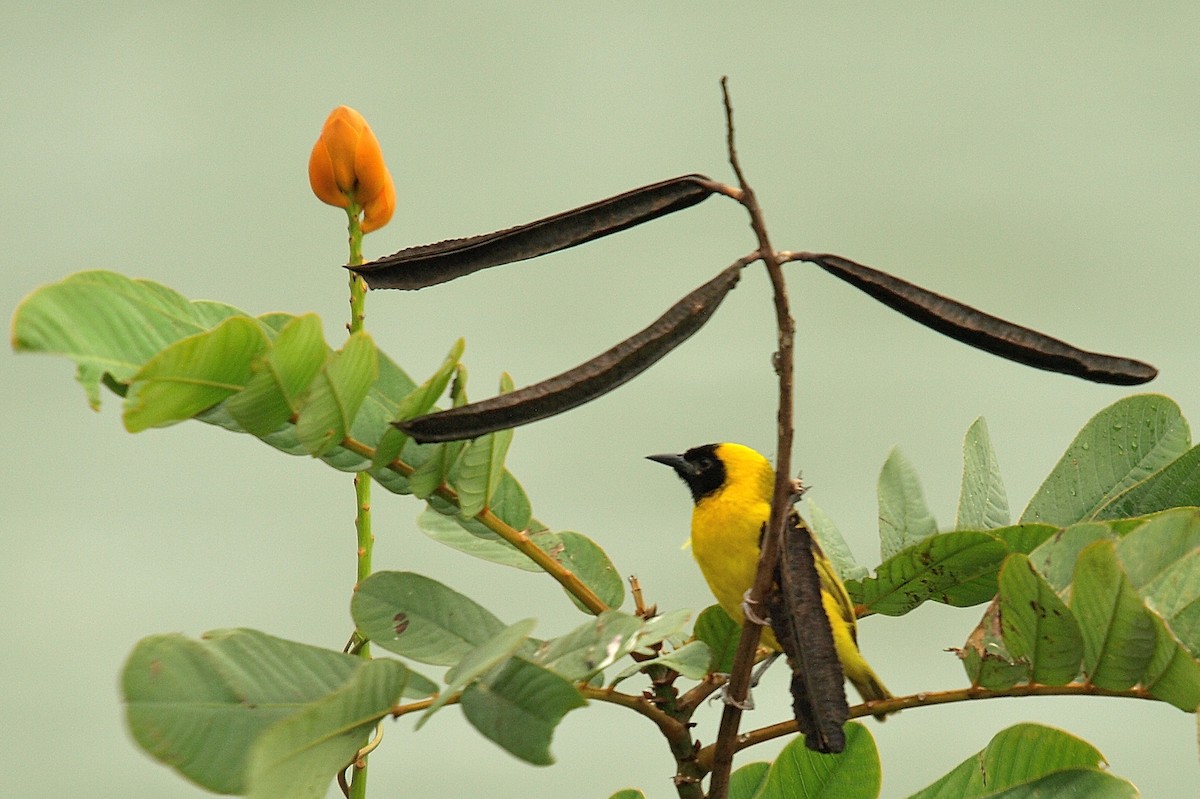 Slender-billed Weaver - ML638718590
