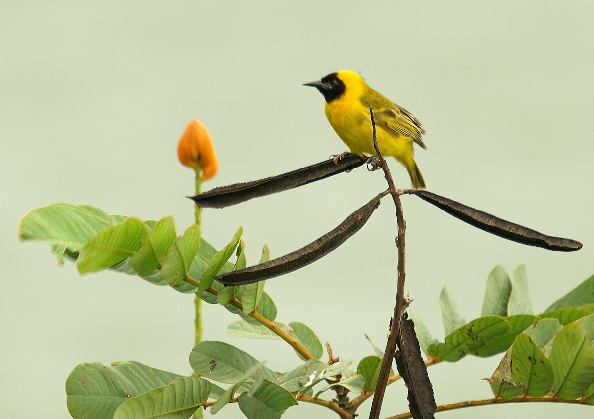 Slender-billed Weaver - ML638718591