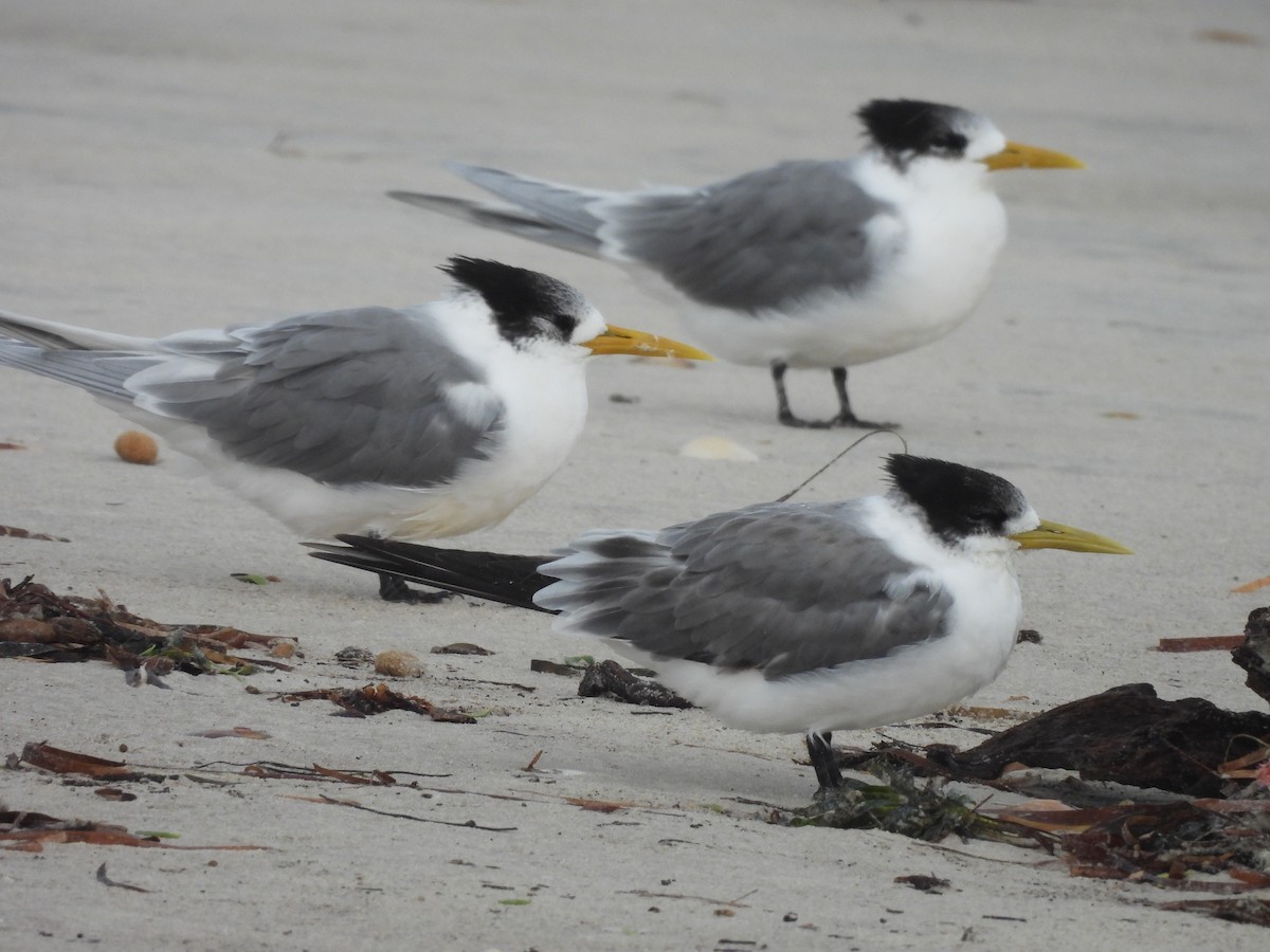 Great Crested Tern - ML638718594