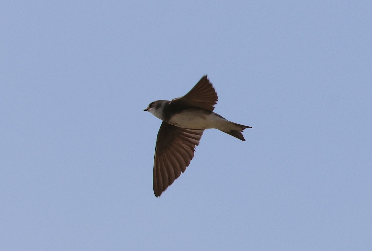 Bank Swallow - ML638718595