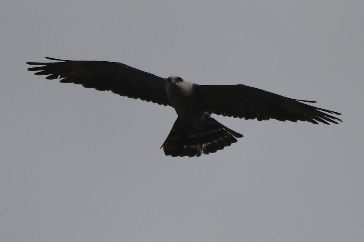 Mississippi Kite - ML638718620