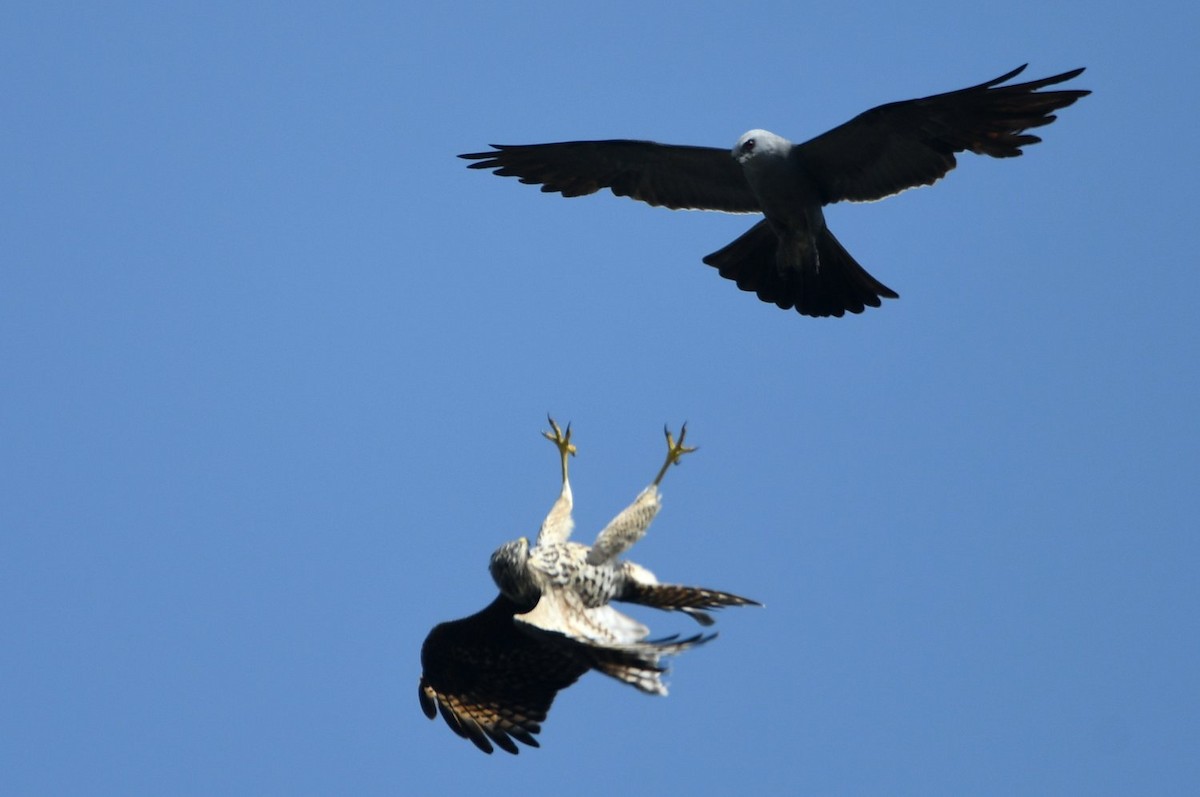 Mississippi Kite - ML638718622