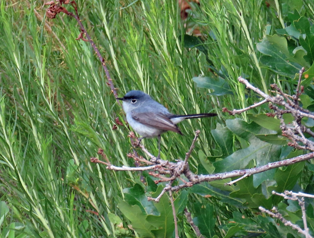 Blue-gray Gnatcatcher - ML638718632