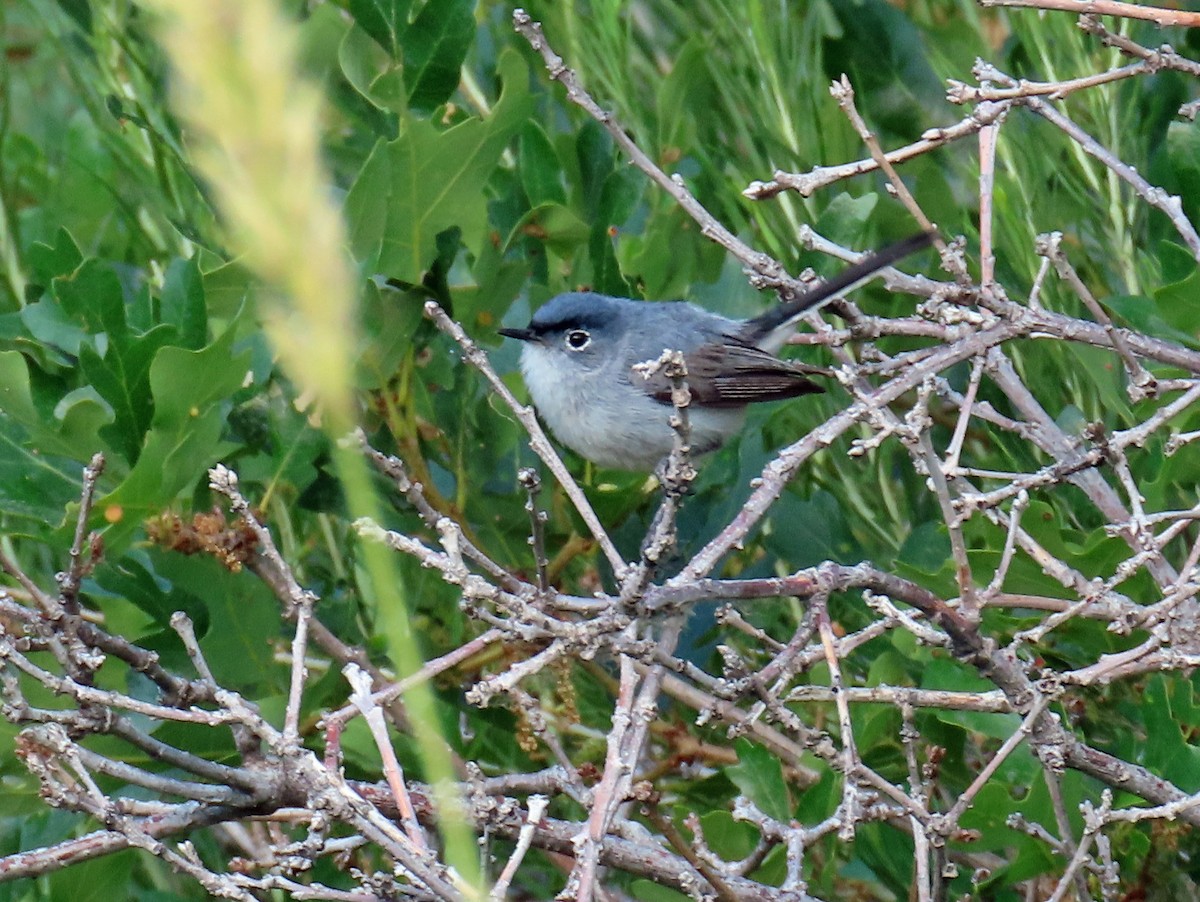 Blue-gray Gnatcatcher - ML638718634
