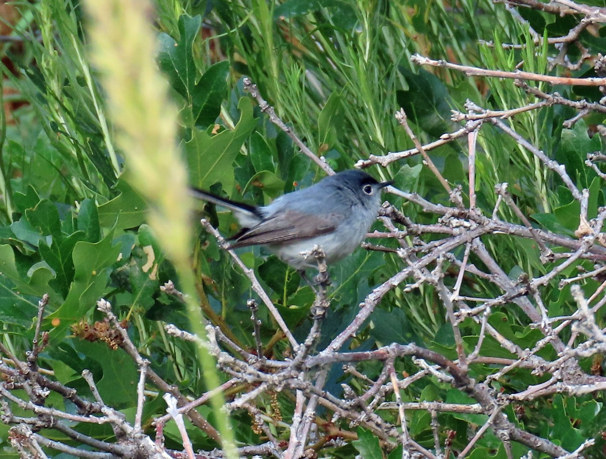 Blue-gray Gnatcatcher - ML638718636