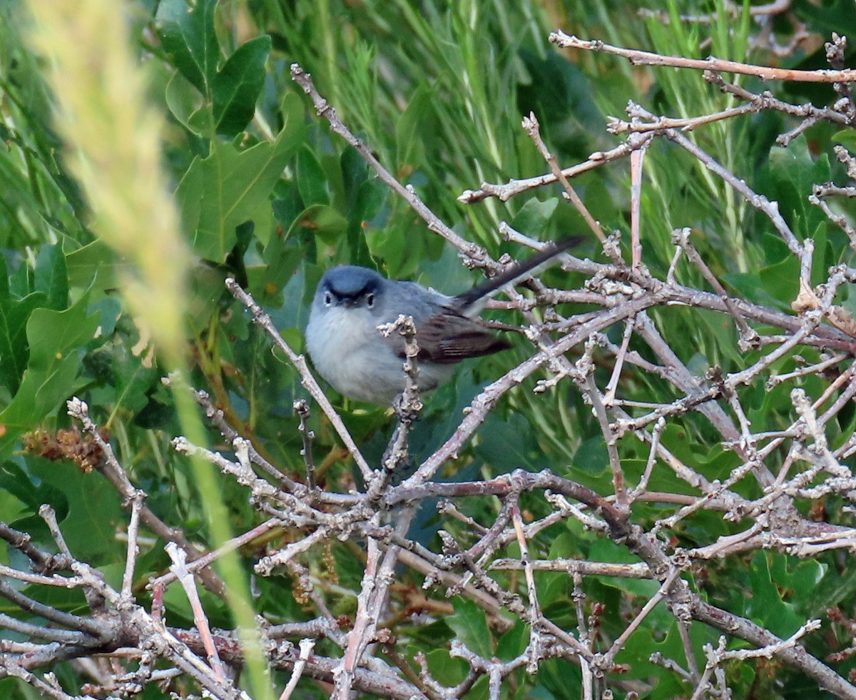 Blue-gray Gnatcatcher - ML638718637