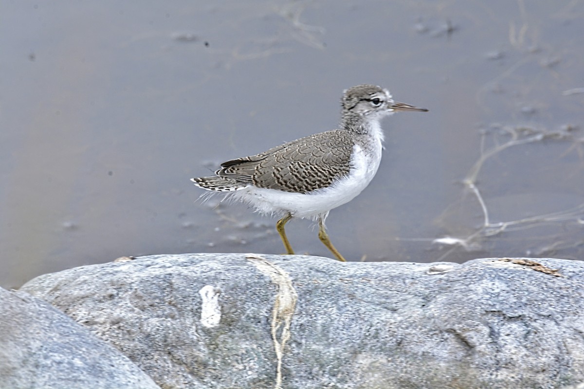 Spotted Sandpiper - ML638718678