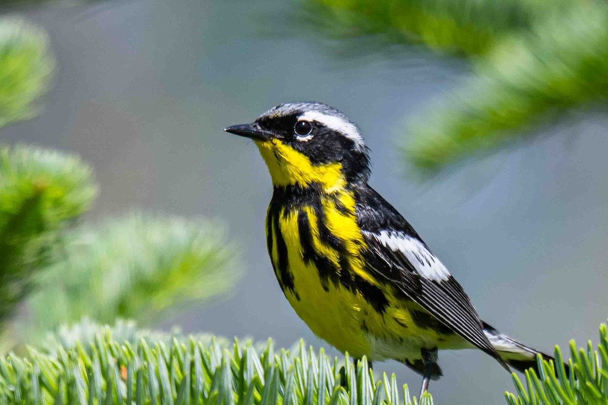Magnolia Warbler - ML638718679