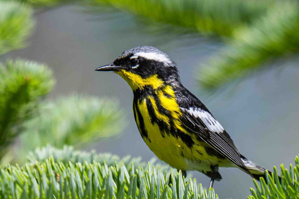 Magnolia Warbler - ML638718680