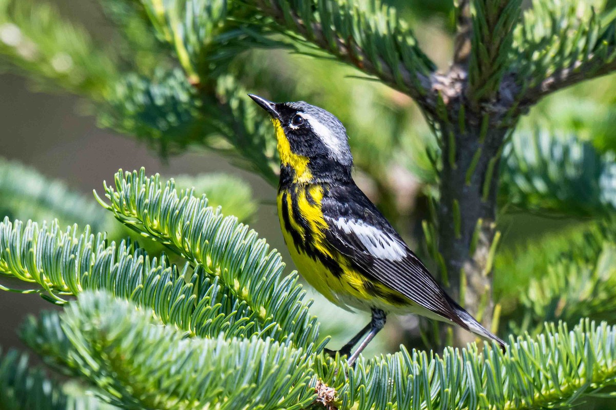 Magnolia Warbler - ML638718681