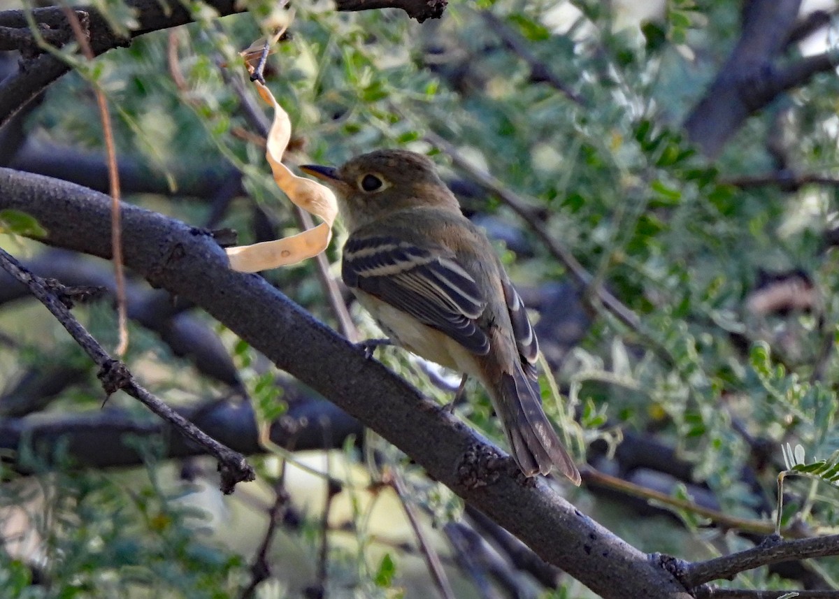 Western Flycatcher (Pacific-slope) - ML638718683