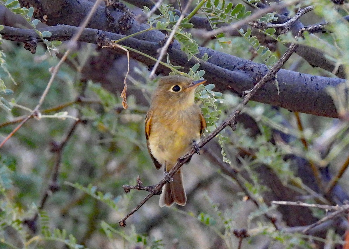Western Flycatcher (Pacific-slope) - ML638718684