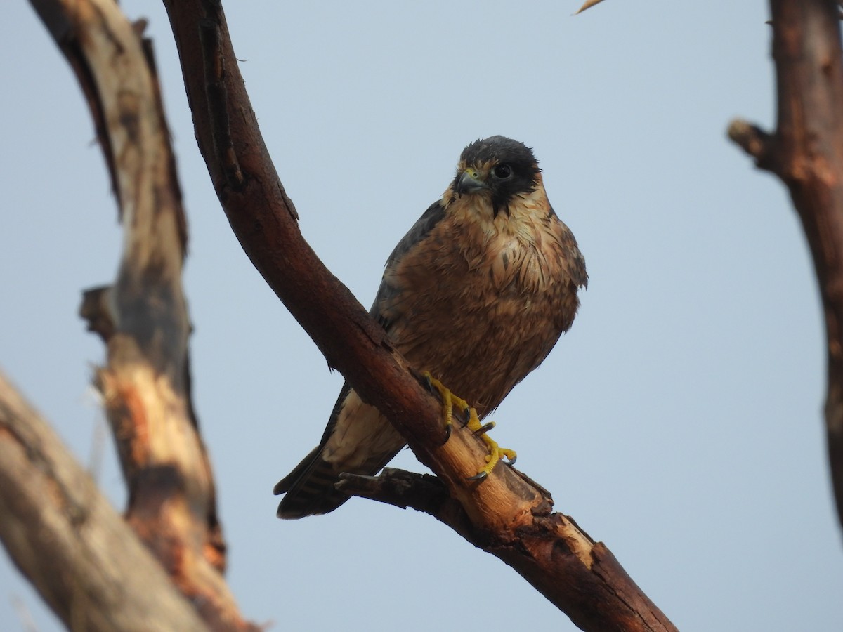 Australian Hobby - ML638718691