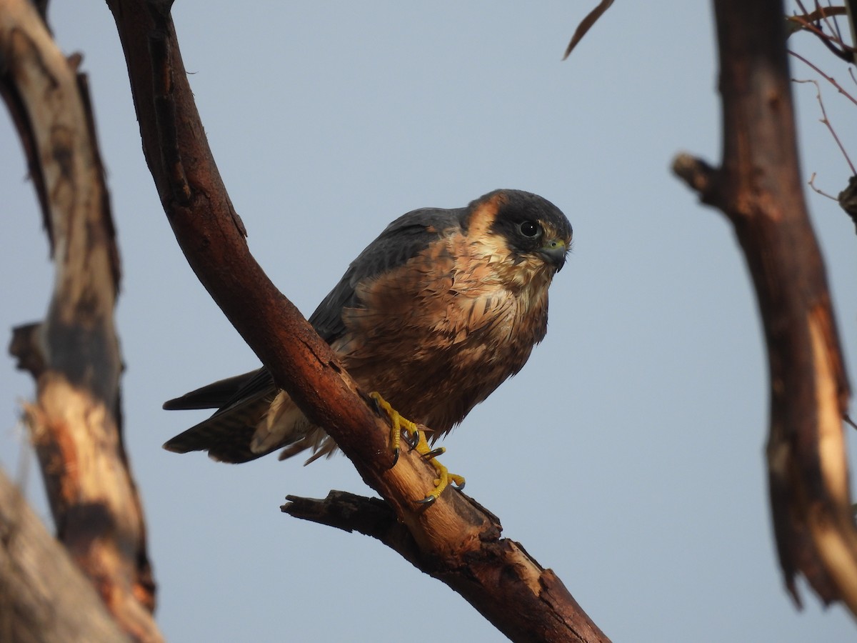 Australian Hobby - ML638718692