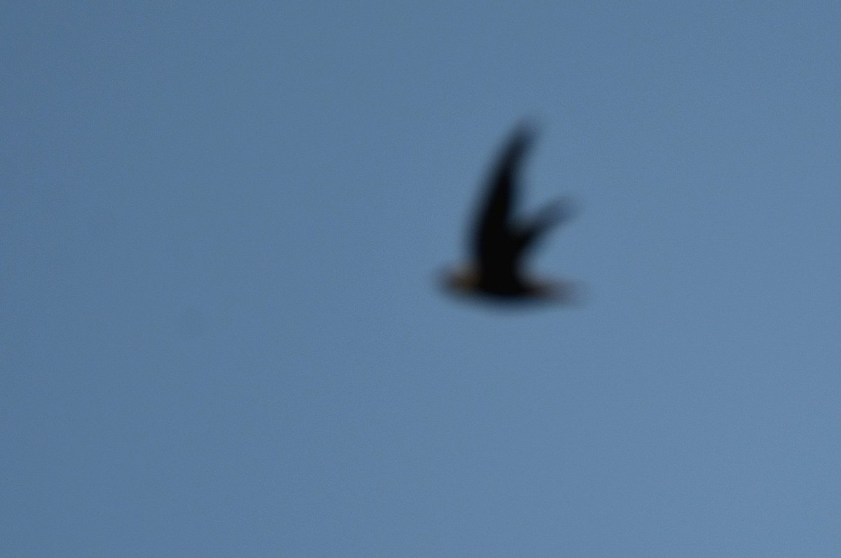 Chimney Swift - ML638718697